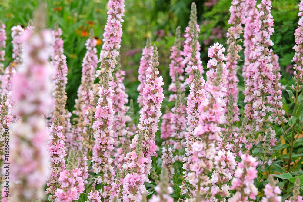 Pink and white Lythrum salicaria purple loosestrife ‘Blush’ in flower. Pink and white Lythrum salicaria purple loosestrife ‘Blush’ in flower.