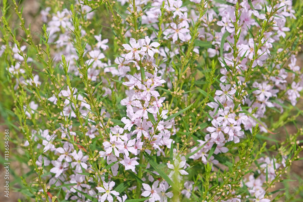 Pale white pink Lythrum virgatum, wand loosestrife ‘Joy’ in flower. Pale white pink Lythrum virgatum, wand loosestrife ‘Joy’ in flower.