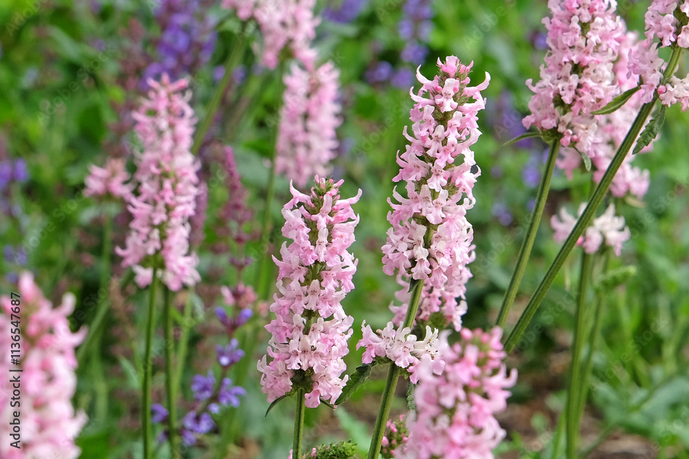 Pale pink Stachys Betonica officinalis, pink betony ‘Rosea’ in flower. Pale pink Stachys Betonica officinalis, pink betony ‘Rosea’ in flower.