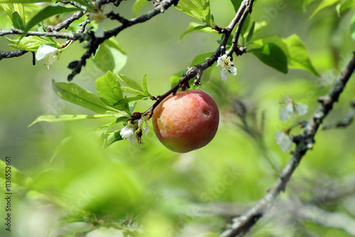 First plum of the season taken close-up in Moc Chau