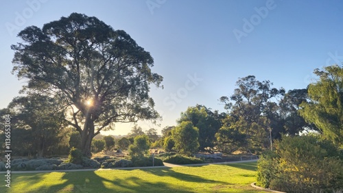 trees in the park