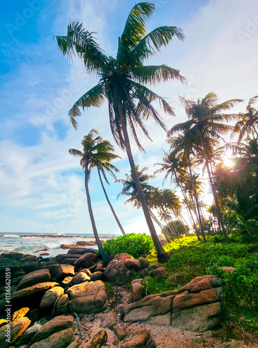 Sea side with parm tree and sunset