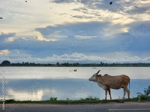 cows on the river