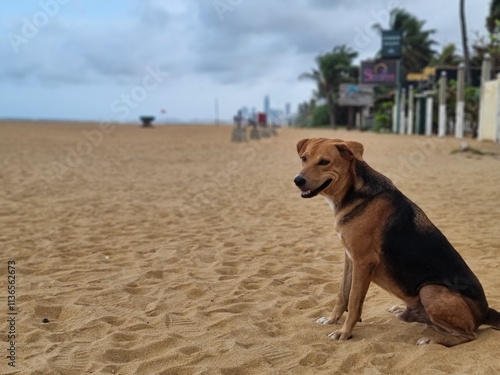 Dog in the beach

