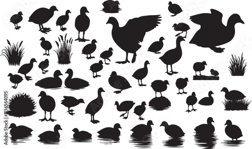 Vector Coot Silhouette Collection