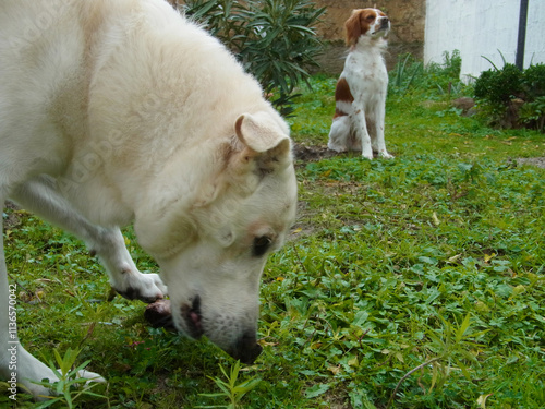 Cane pastore photo