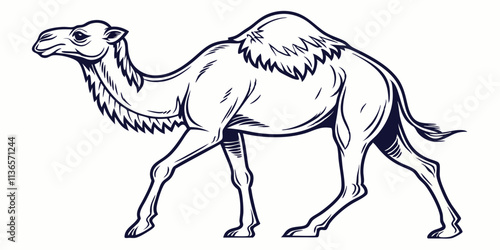 Vector Camel Line Art, isolated white background