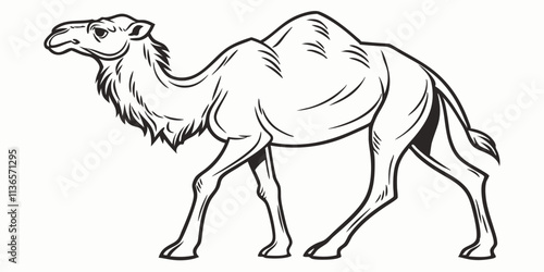 Vector Camel Line Art, isolated white background