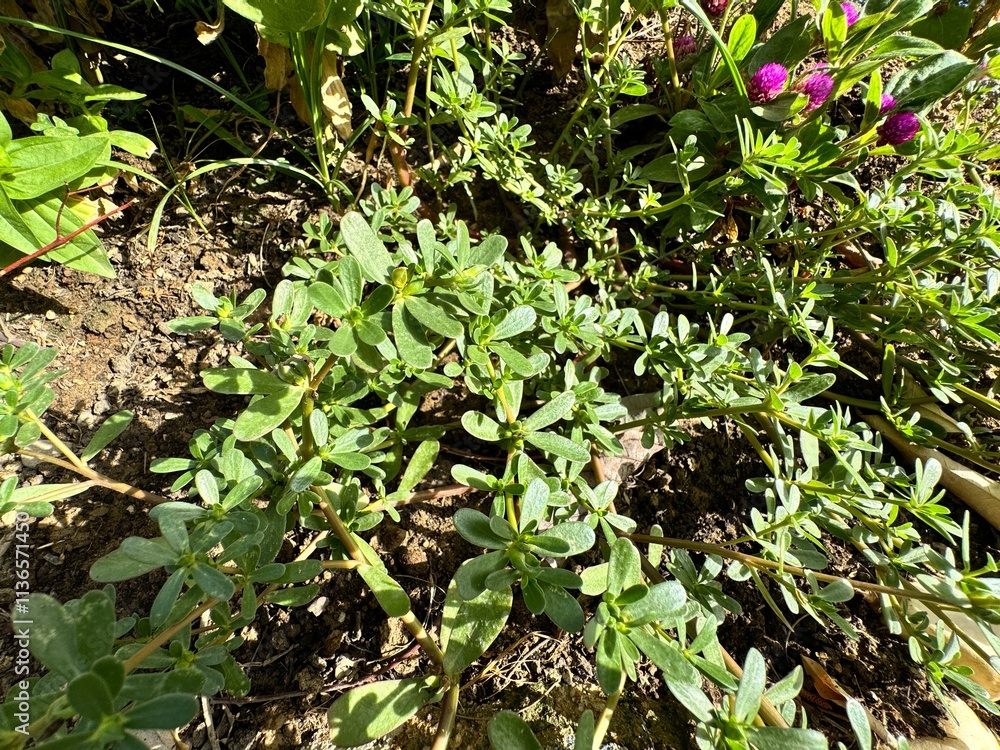 Purslane (Portulaca oleracea), close-up. Fresh and green leaf Portulaca oleracea growing in the garden. Common purslane, small wild carrot or purslane. From the family Portulacaceae.
Purslane (Portulaca oleracea), close-up. Fresh and green leaf Portulaca oleracea growing in the garden. Common purslane, small wild carrot or purslane. From the family Portulacaceae.