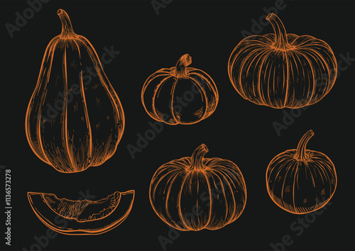 Set of pumpkins on a monochrome background with a pumpkin slice sketch style. Hand-drawn in vintage style. Vector illustration. And also for various designs of vegetable departments in the store.