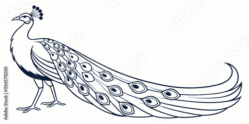 Vector Peacock Bird Line Art, isolated white background