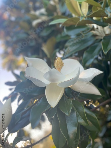 naturaleza, flor, primavera, árbol, blanco, hojas, verano photo