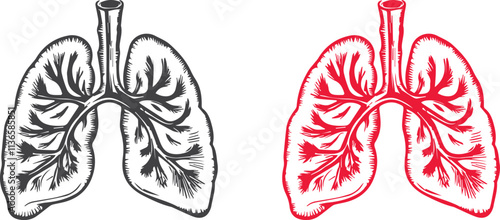 Lungs organ anatomy brush stock vector