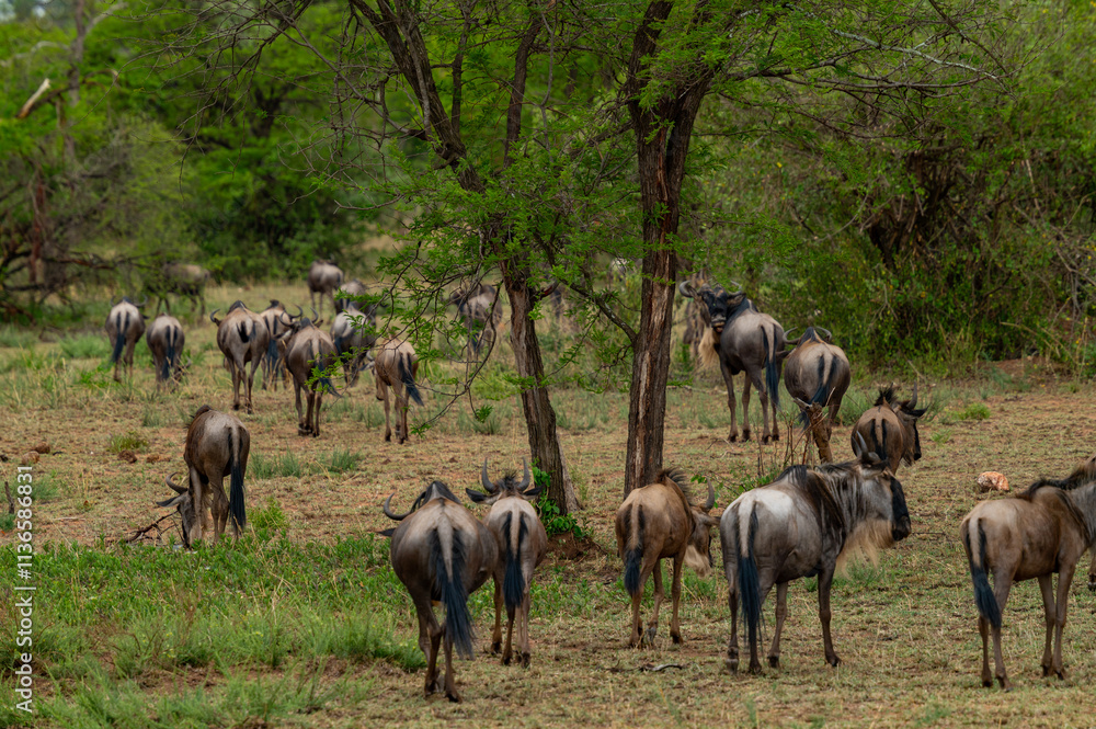 Adventures in the Serengeti savannah to see the wilderness life of the great migration Adventures in the Serengeti savannah to see the wilderness life of the great migration