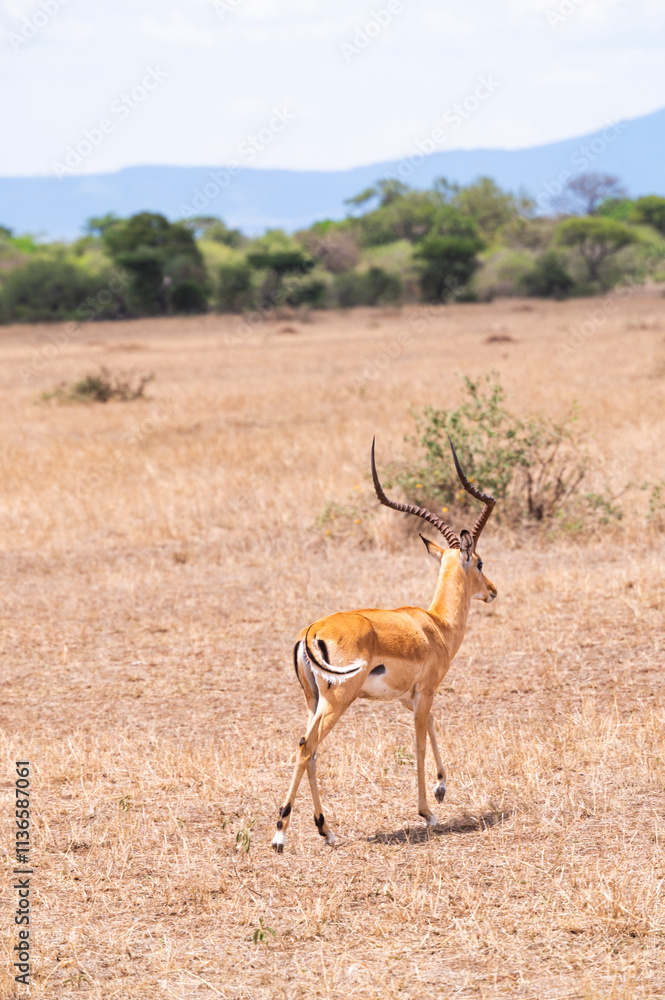 Adventures in the Serengeti savannah to see the wilderness life Adventures in the Serengeti savannah to see the wilderness life