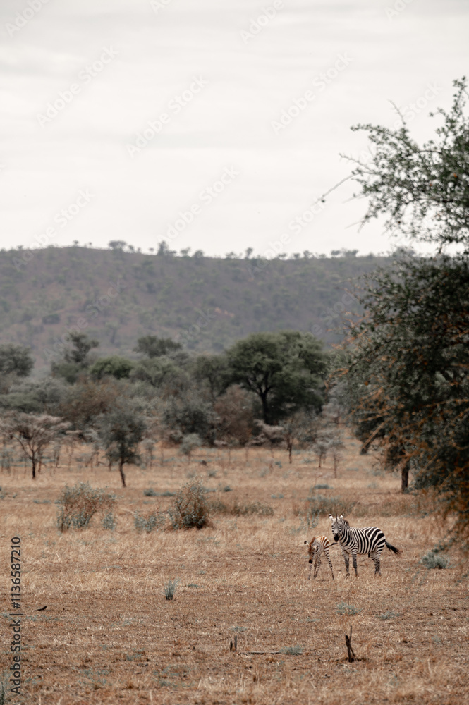 Adventures in the Serengeti savannah to see the wilderness life of the great migration Adventures in the Serengeti savannah to see the wilderness life of the great migration