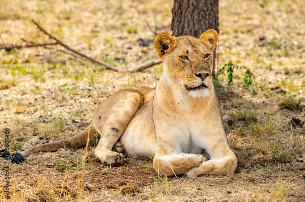 Fototapeta premium Adventures in the Serengeti savannah to see the wilderness life of the lions