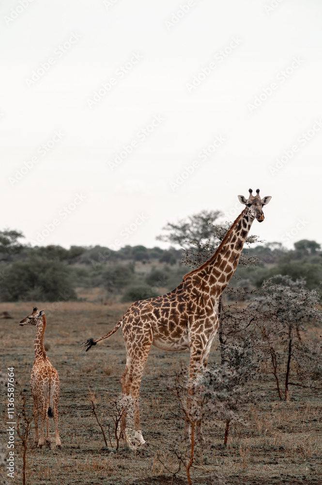 Adventures in the Serengeti savannah to see the wilderness life Adventures in the Serengeti savannah to see the wilderness life