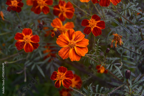 red and yellow flowers in gangtok sikkim