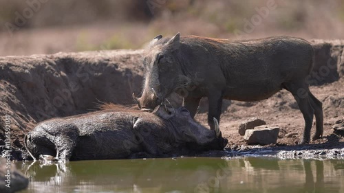 African Warthogs (Phacochoerus africanus) wallowing in the mud at a waterhole in the dry season. one warthog is cleaning and grooming the other hog. Slow motion, 25 percent natural speed.