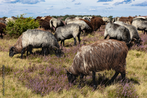 Große Heidschnucken- und Ziegenherde in der Lüneburger Heide bei Niederhaverbeck photo