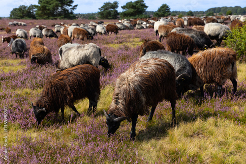 Große Heidschnucken- und Ziegenherde in der Lüneburger Heide bei Niederhaverbeck photo