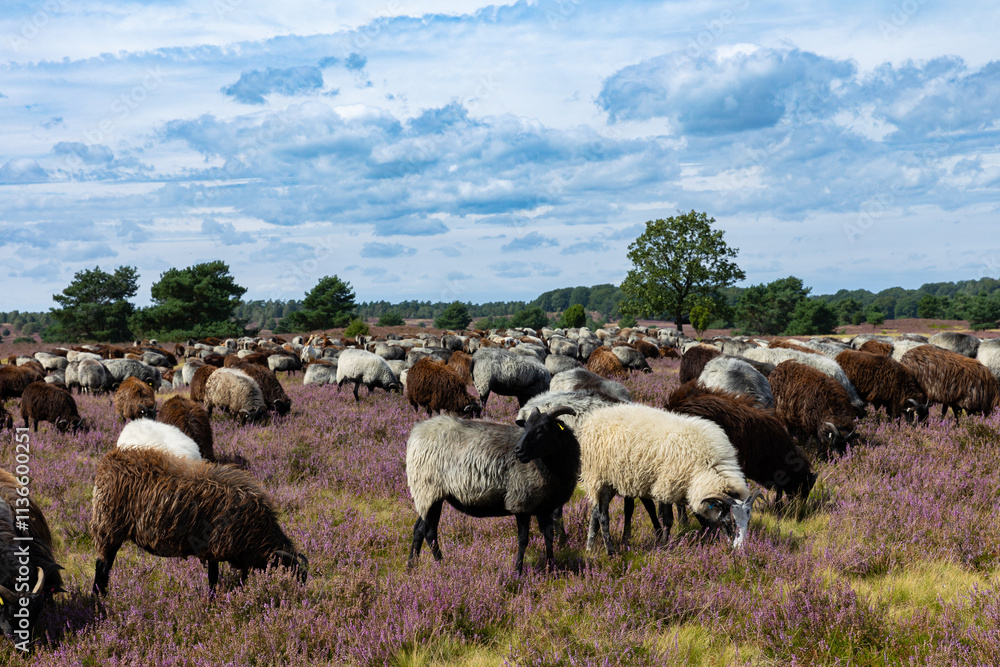 Fototapeta premium Große Heidschnucken- und Ziegenherde in der Lüneburger Heide bei Niederhaverbeck