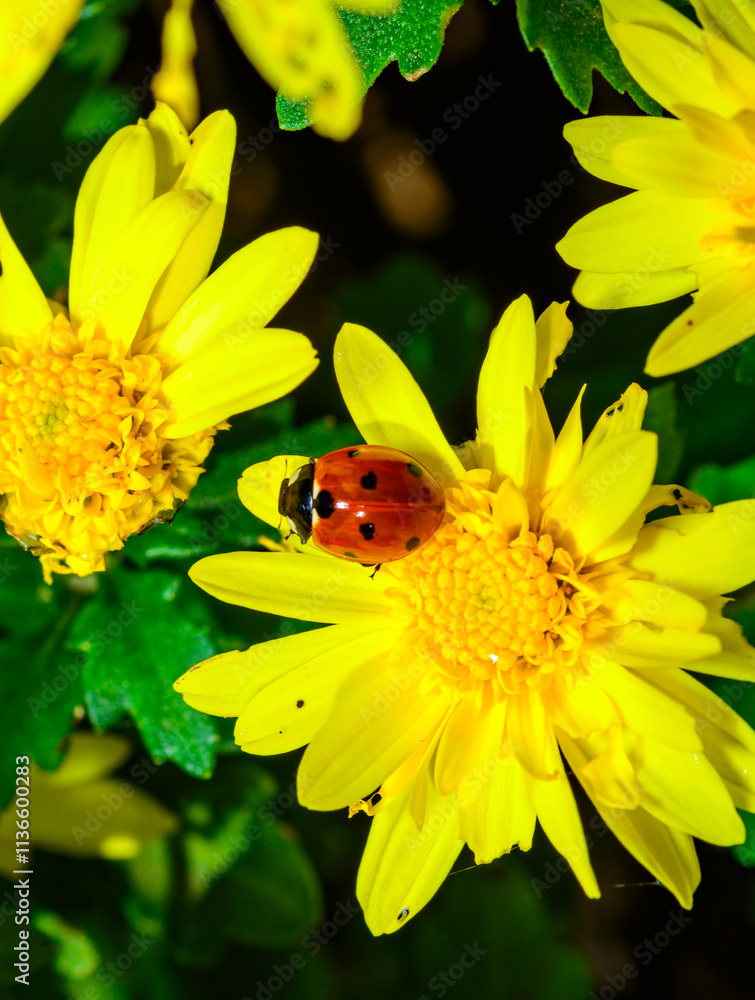 Ladybug beetle on the petals of a yellow chrysanthemum in the garden, Ukraine Ladybug beetle on the petals of a yellow chrysanthemum in the garden, Ukraine