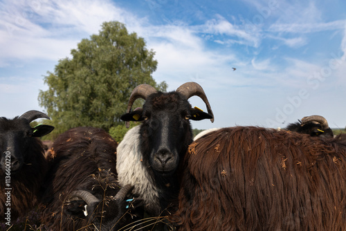 Große Heidschnucken- und Ziegenherde in der Lüneburger Heide bei Niederhaverbeck