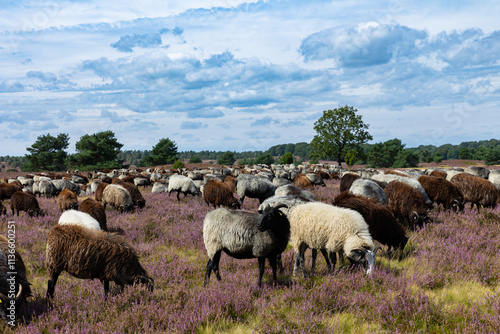 Große Heidschnucken- und Ziegenherde in der Lüneburger Heide bei Niederhaverbeck