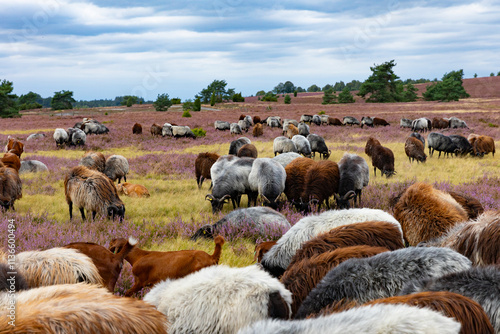 Große Heidschnucken- und Ziegenherde in der Lüneburger Heide bei Niederhaverbeck