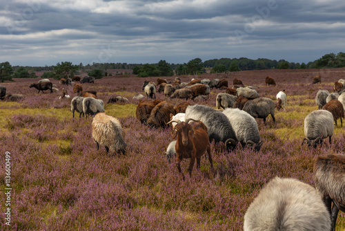 Große Heidschnucken- und Ziegenherde in der Lüneburger Heide bei Niederhaverbeck
