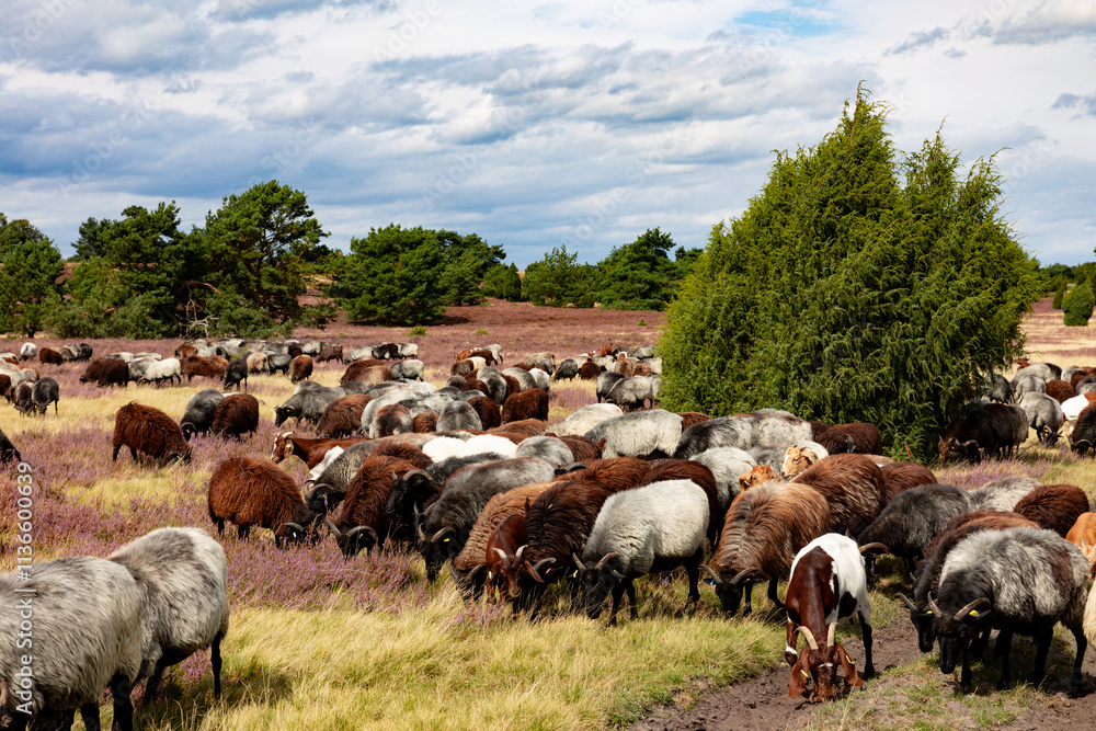 Fototapeta premium Große Heidschnucken- und Ziegenherde in der Lüneburger Heide bei Niederhaverbeck