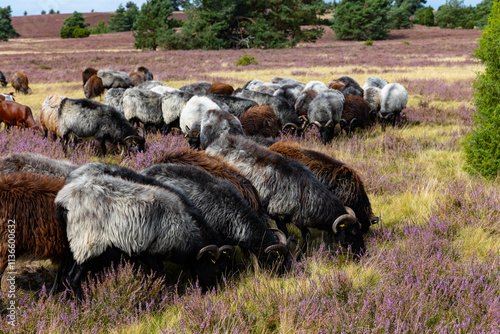 Große Heidschnucken- und Ziegenherde in der Lüneburger Heide bei Niederhaverbeck