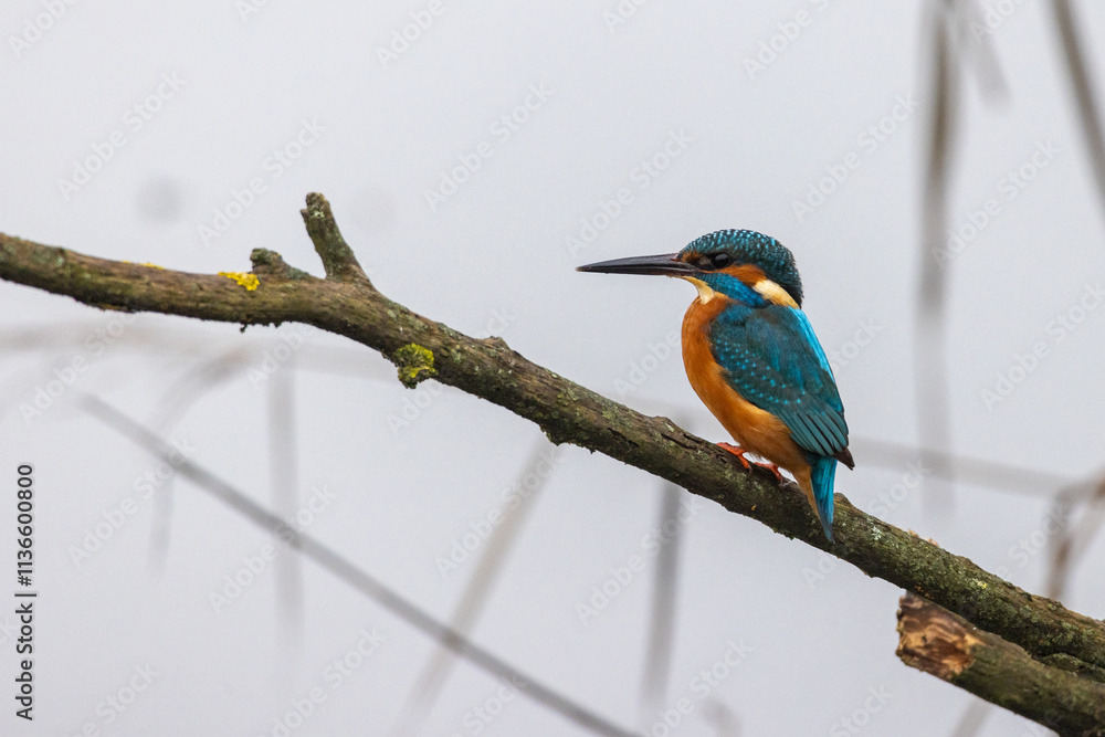Martin pescatore, river kingfisher, nell'oasi naturalistica di Manzolino. Martin pescatore, river kingfisher, nell'oasi naturalistica di Manzolino.
