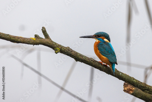 Fotografie Martin pescatore, river kingfisher, nell'oasi naturalistica di Manzolino