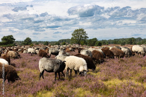 Große Heidschnucken- und Ziegenherde in der Lüneburger Heide bei Niederhaverbeck