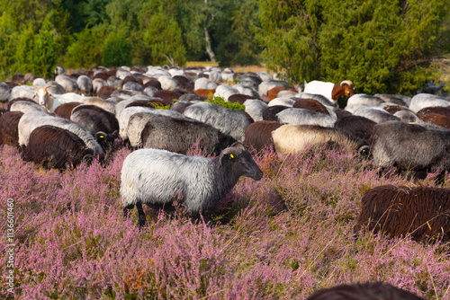 Heidschnuckenherde in der Lüneburger Heide bei Undeloh