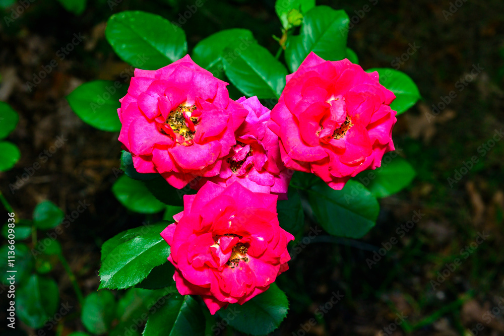 red rose flowers in autumn in the garden, Ukraine red rose flowers in autumn in the garden, Ukraine