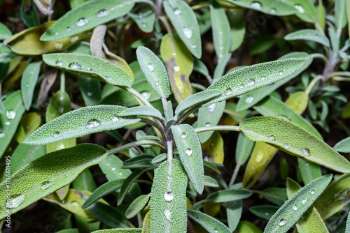 Growing Sage Plants, Water droplets on non-wetting leaves in autumn in garden, Ukraine photo