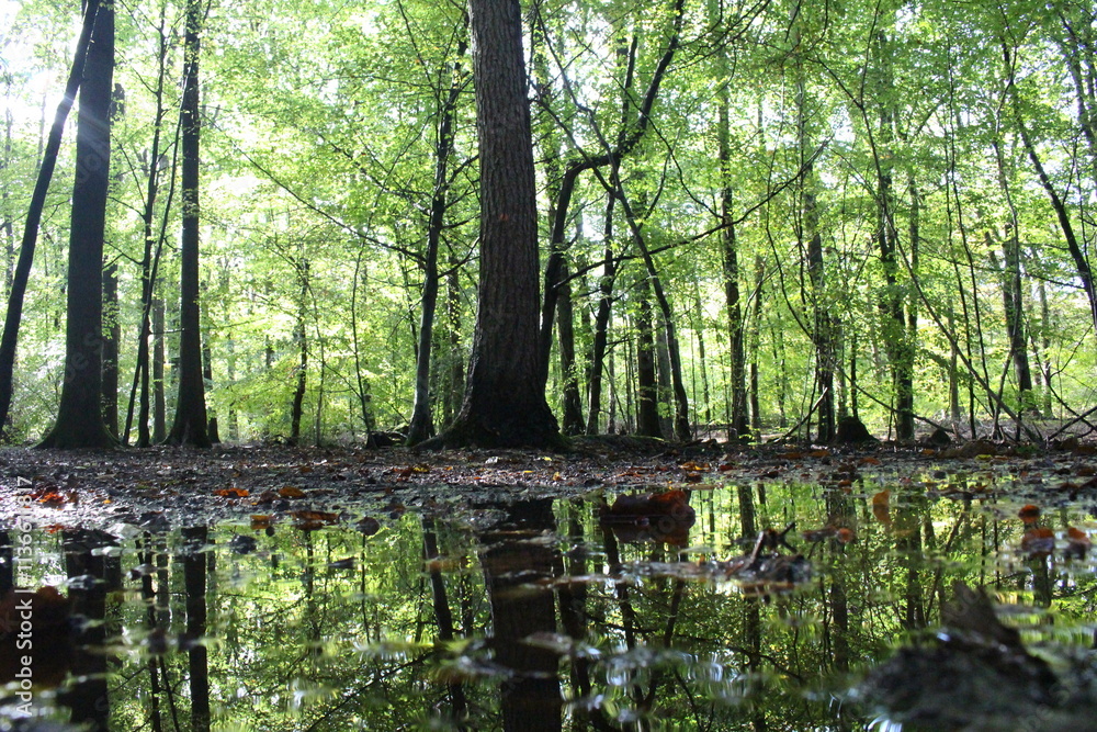 Fototapeta premium An autumnal scene in a forest woodland