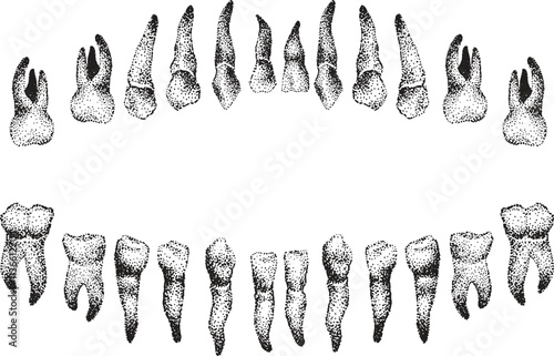 Hand drawn Human Teeth Stippling / Pointillism
