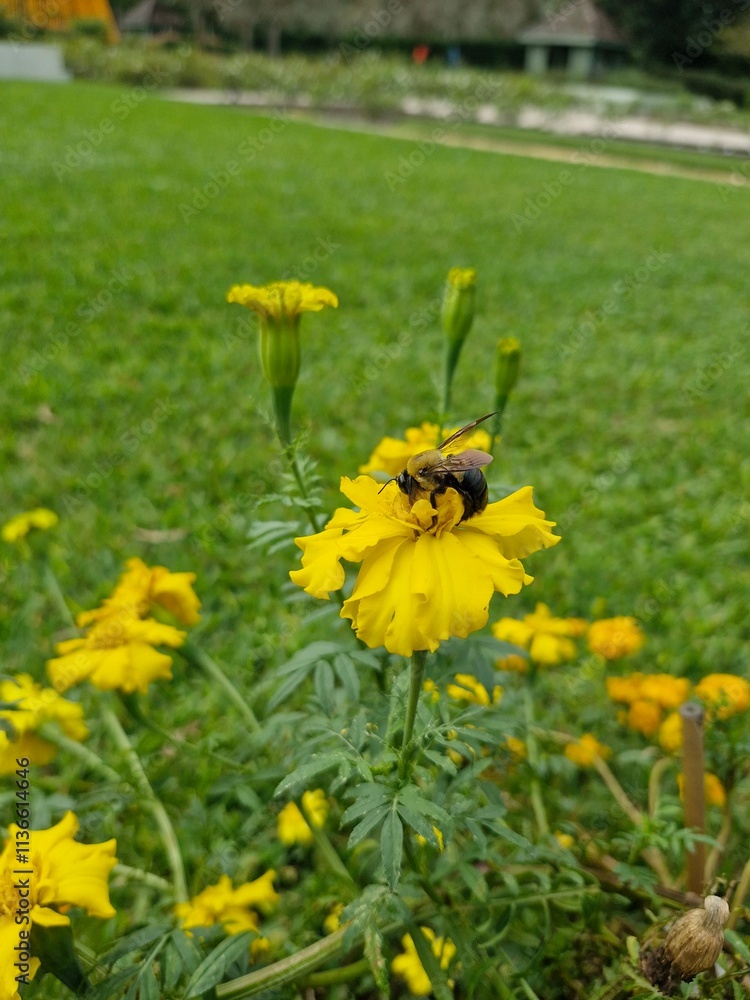 Abeja