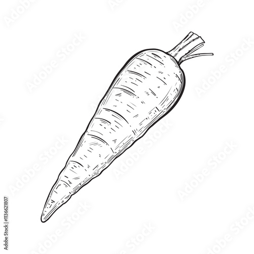 
Сarrots with leaves sketch isolated on white background. Vintage style. Vector illustration.Great for vegetable aisle design.
