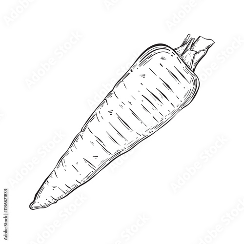 
Сarrots with leaves sketch isolated on white background. Vintage style. Vector illustration.Great for vegetable aisle design.
