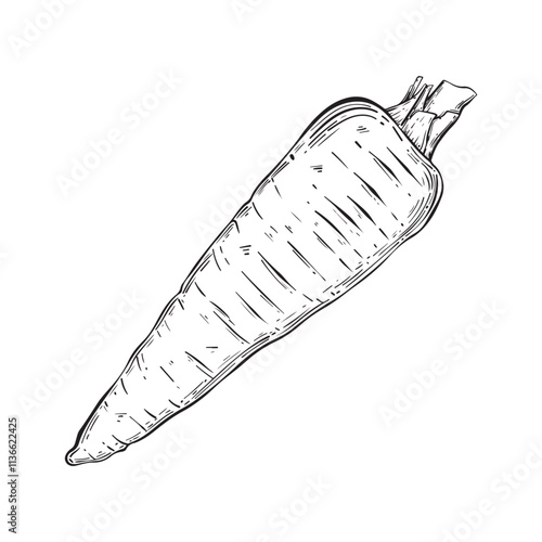 
Сarrots with leaves sketch isolated on white background. Vintage style. Vector illustration.Great for vegetable aisle design.
