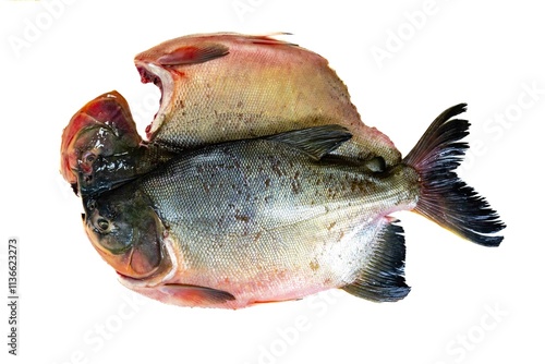 Tambaqui Colossoma macropomum traditional Brazilian freshwater fish from the Amazon and Pantanal. photo