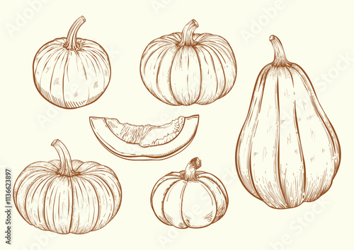 Set of pumpkins on a monochrome background with a pumpkin slice sketch style. Hand-drawn in vintage style. Vector illustration. Autumn. Halloween. Suitable for packaging design. 