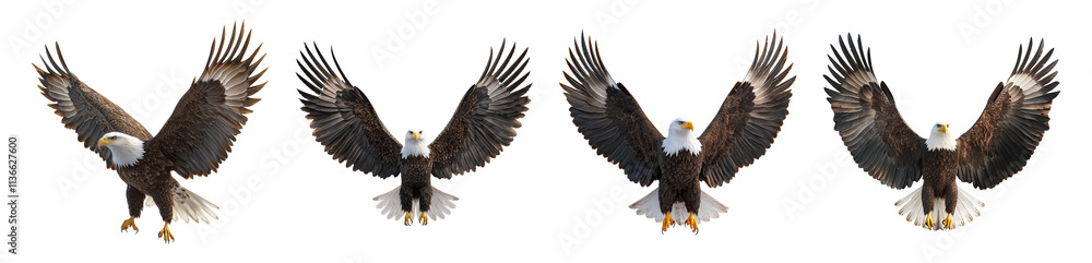 Fototapeta premium Isolated Eagle on Transparent Background