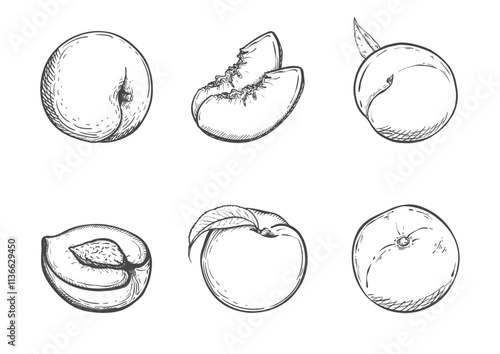 Peach set with half of peach with stone, peach with leaf, whole juicy peach on monochrome background. Hand drawn vintage style. Vector illustration. Isolated.